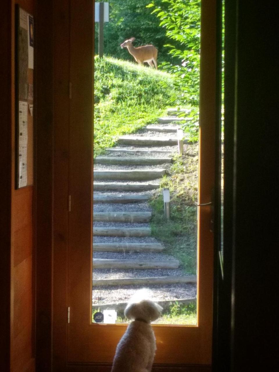 Lac-Superieur Chalet F116 Mont-Tremblant Nord מראה חיצוני תמונה